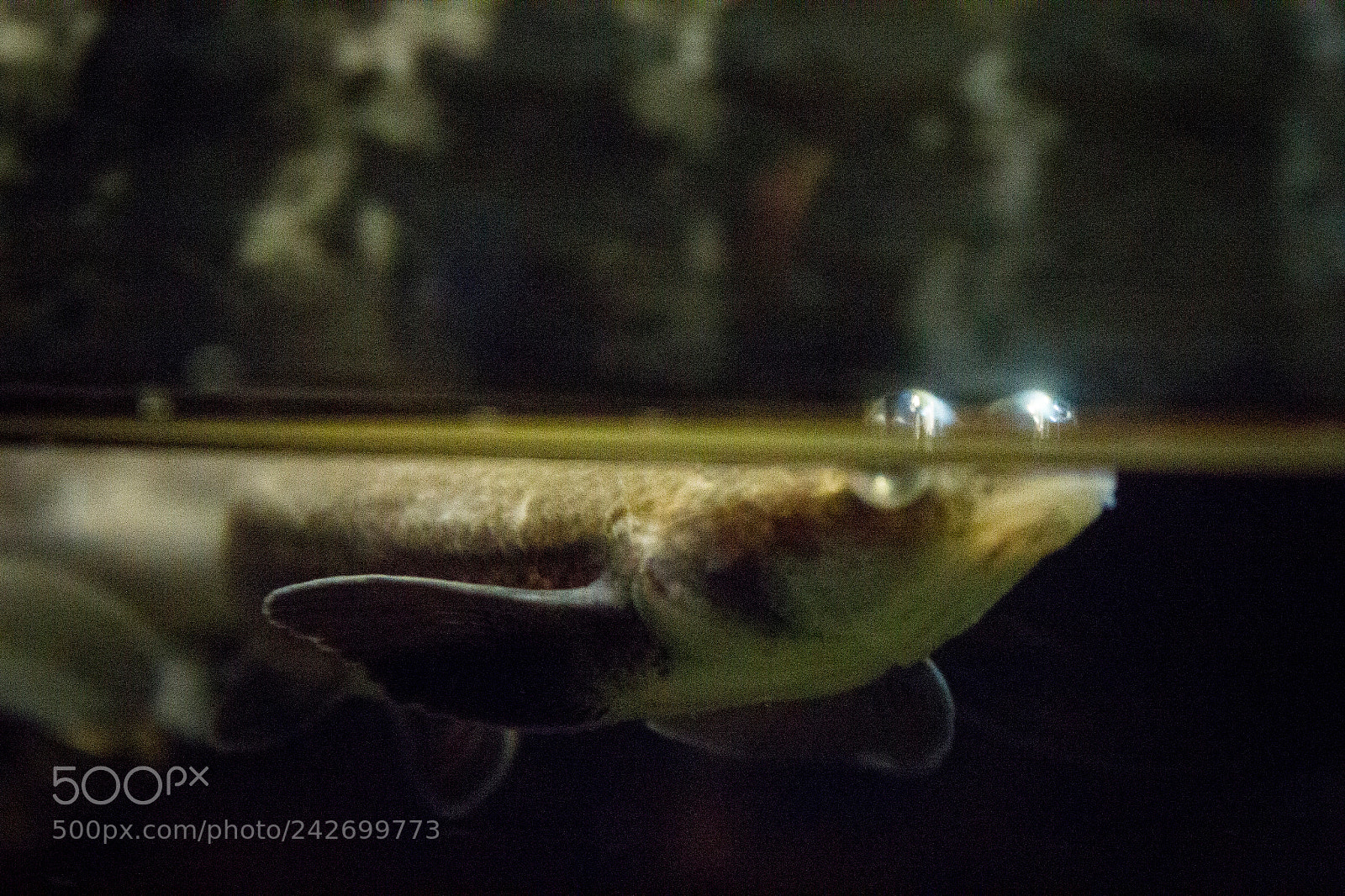 Canon EOS 550D (EOS Rebel T2i / EOS Kiss X4) sample photo. Four-eyed fish (anableps anableps) photography