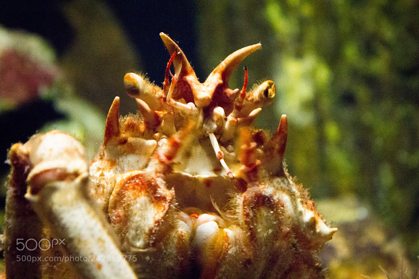 Canon EOS 550D (EOS Rebel T2i / EOS Kiss X4) sample photo. A crustacean in portrait photography