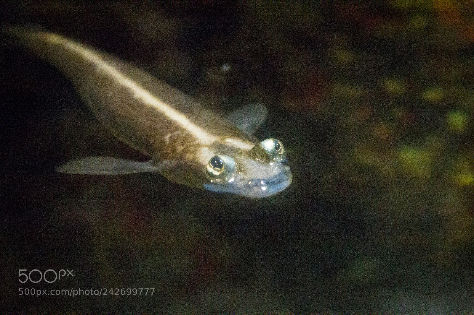 Canon EOS 550D (EOS Rebel T2i / EOS Kiss X4) sample photo. Four-eyed fish (anableps anableps) photography