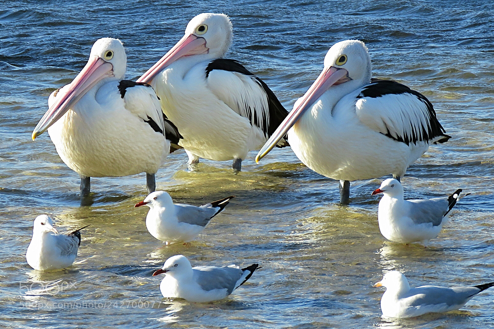 Canon PowerShot SX60 HS sample photo. The beautiful pelicans on photography