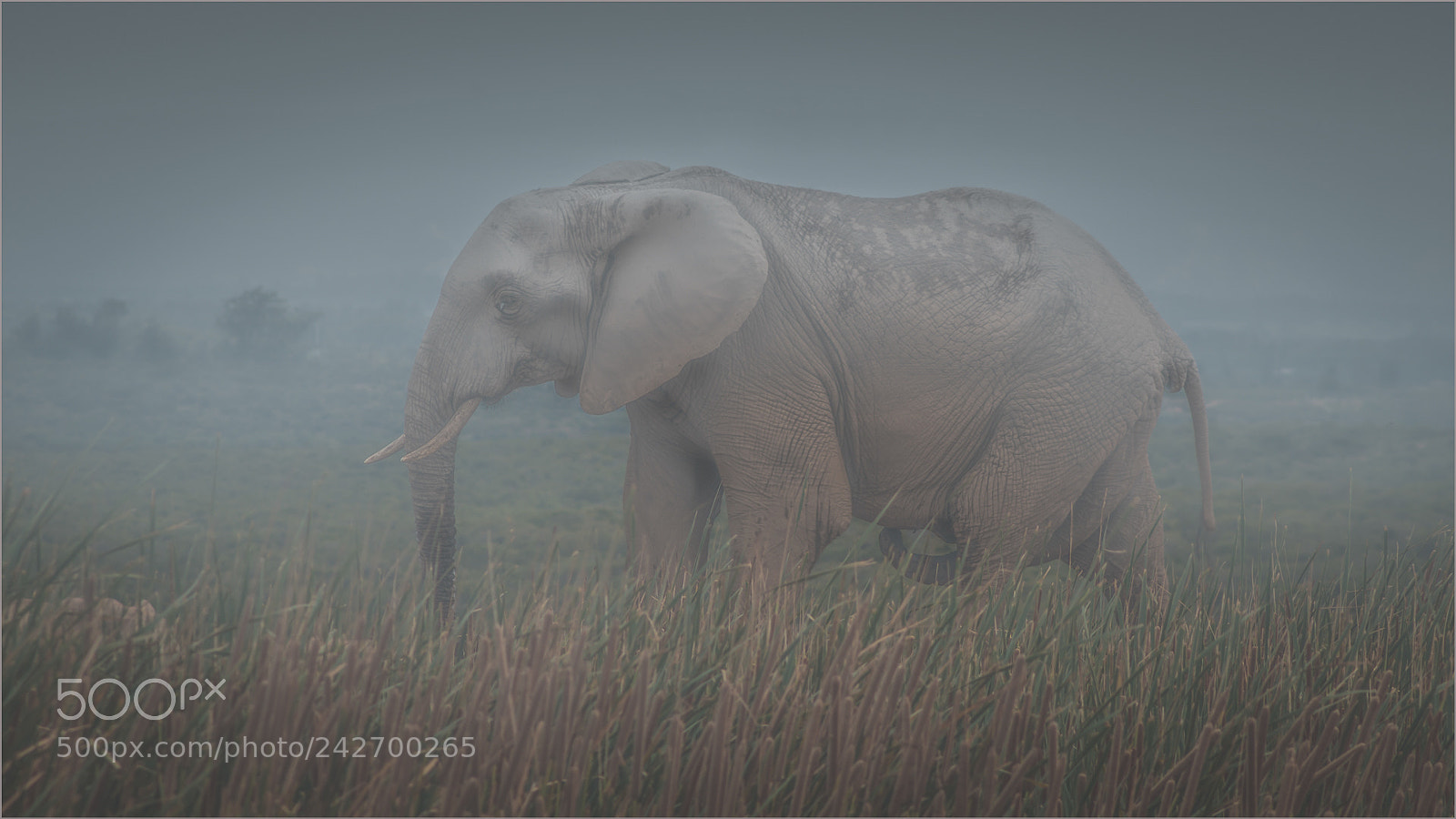 Canon EOS 70D sample photo. Misty elephant photography