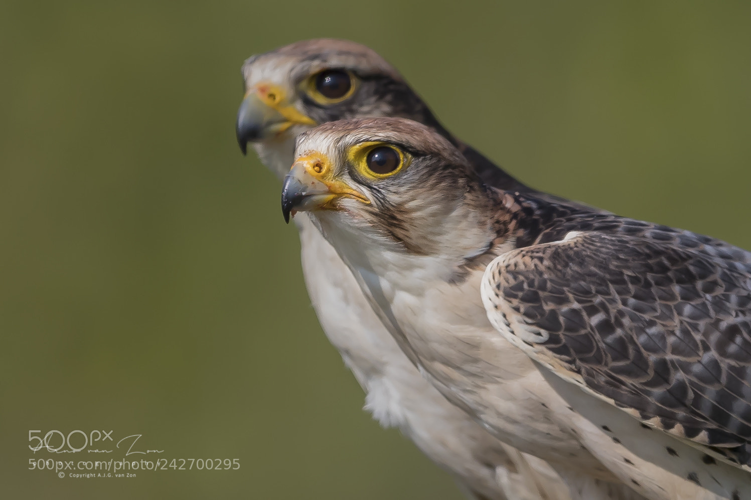 Canon EOS-1D X Mark II sample photo. A cute pair.... photography