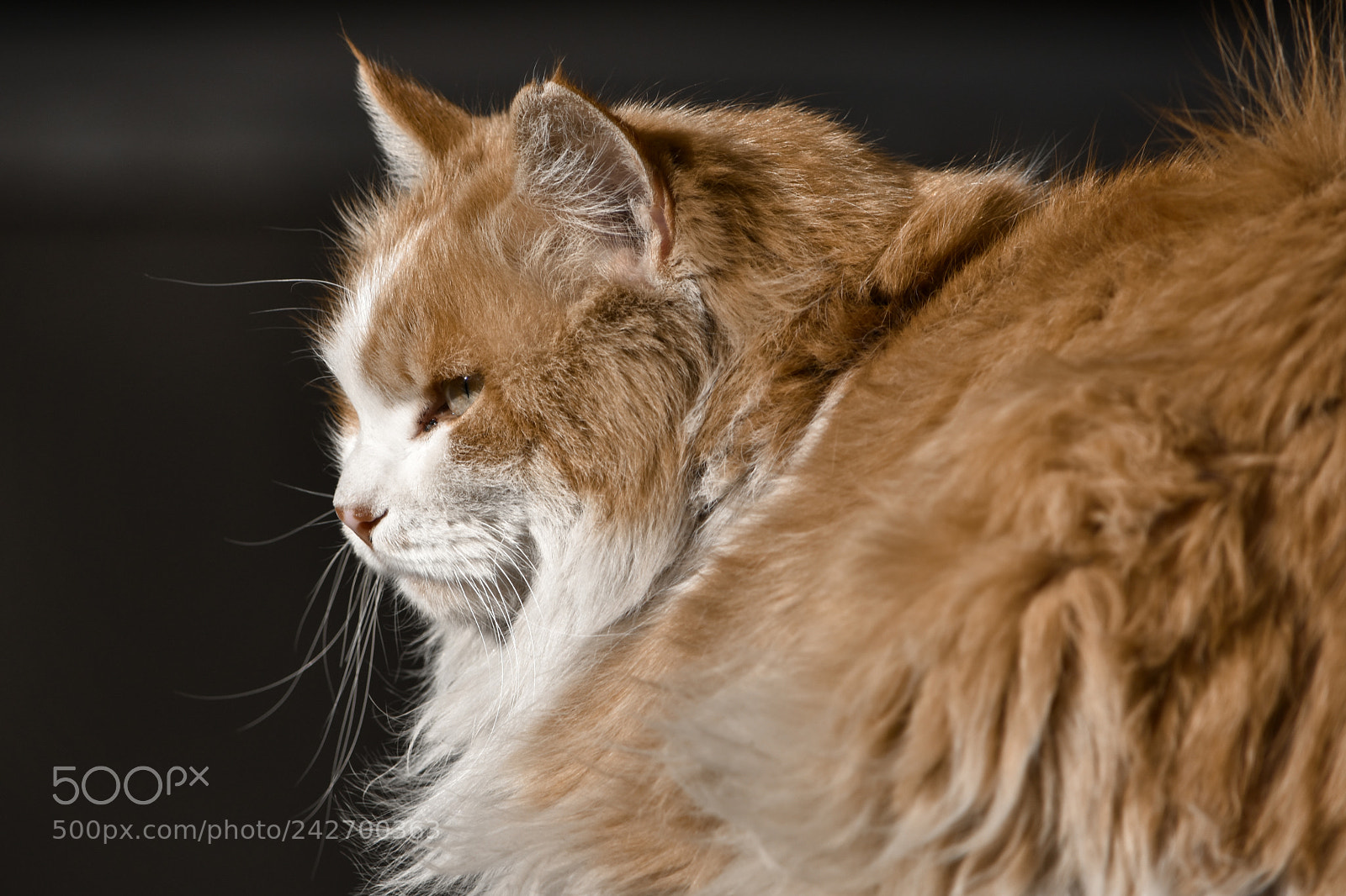 Nikon D3400 sample photo. Old cat photography
