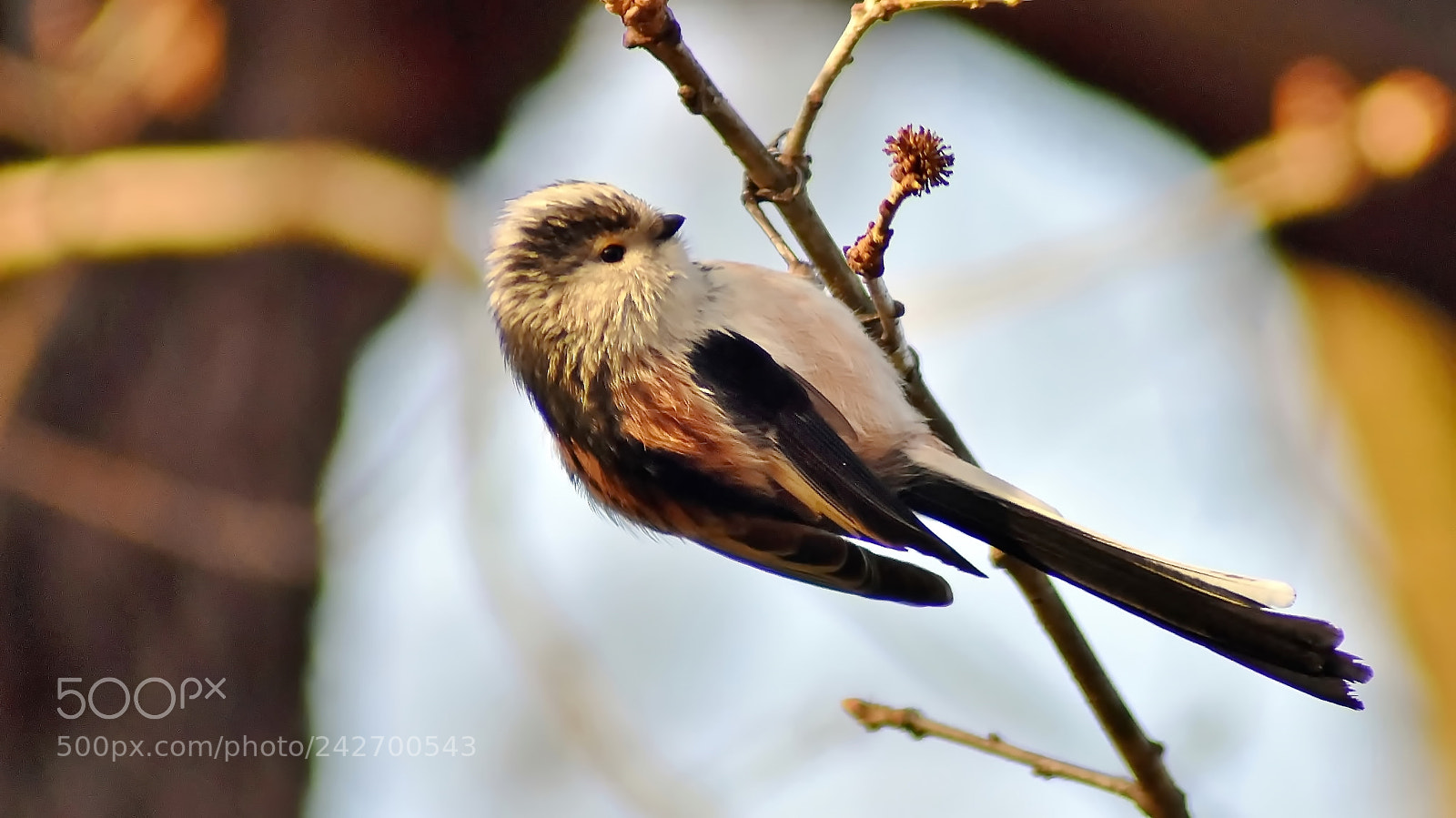 Nikon D3400 sample photo. Long tailed tit... photography