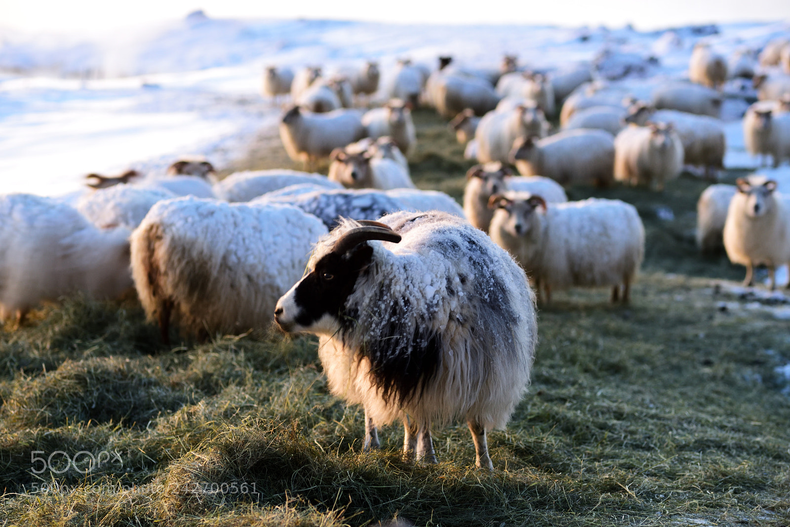 Nikon D750 sample photo. Icelandic sheep photography
