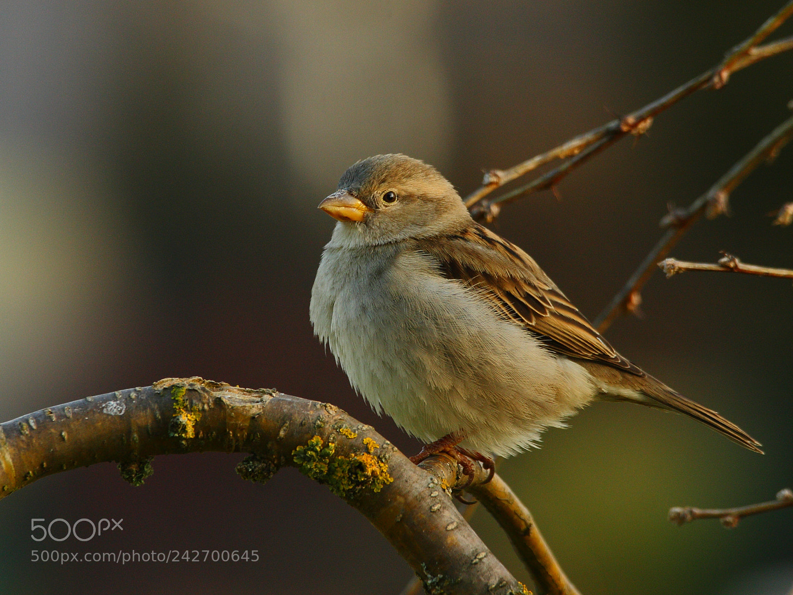Canon EOS 40D sample photo. Bird photography