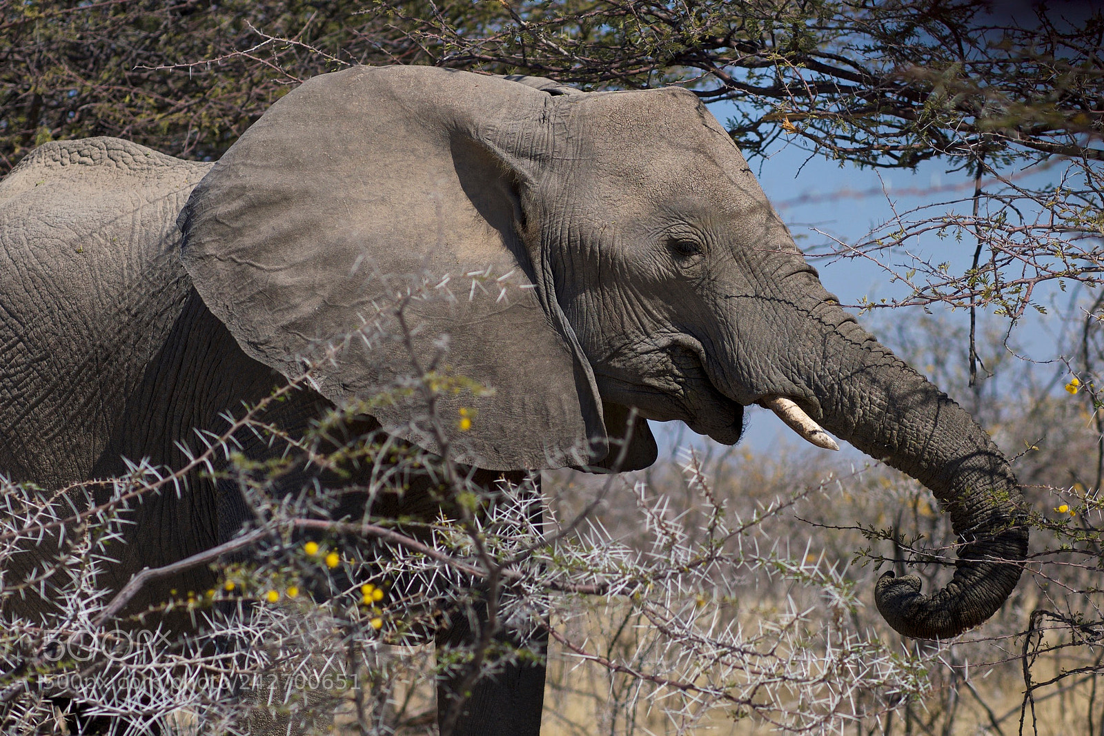 Olympus OM-D E-M5 sample photo. Elefant  photography