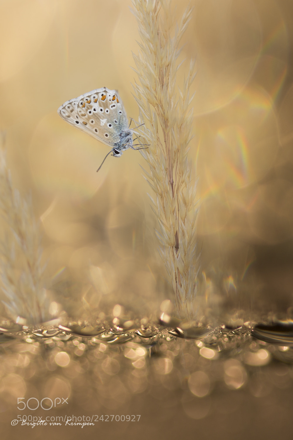 Canon EOS 60D sample photo. Fields of gold photography