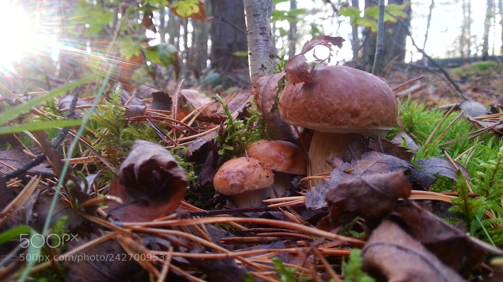 Samsung Galaxy S3 sample photo. Forest photography