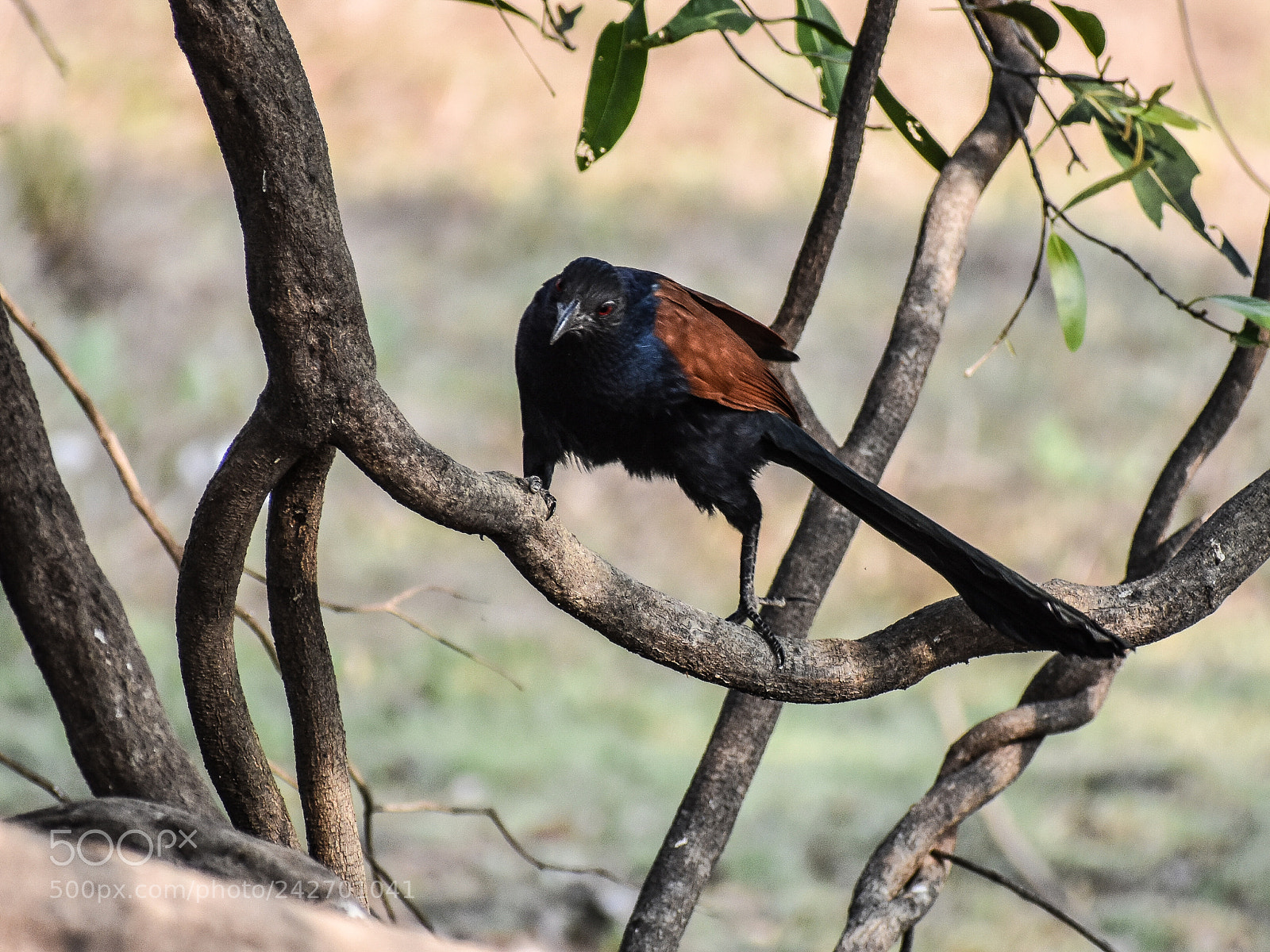 Nikon D3400 sample photo. Cuckoo photography