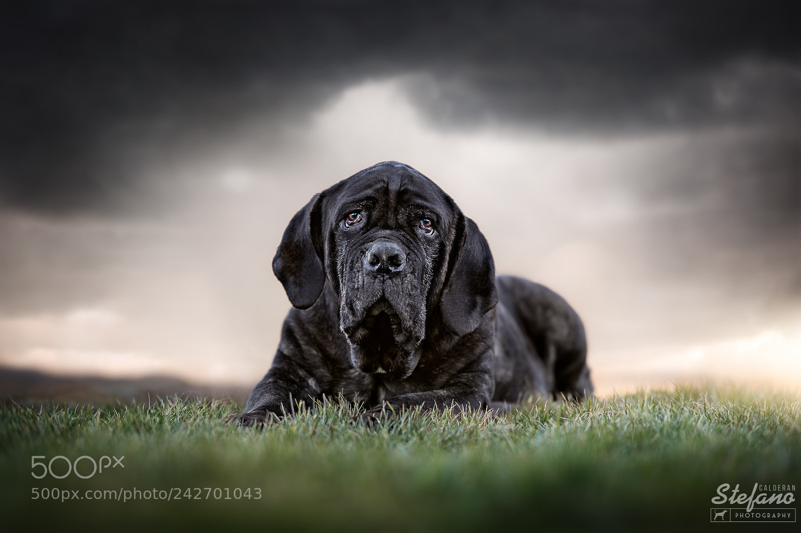 Canon EOS-1D X Mark II sample photo. Pablito, the wise dog photography