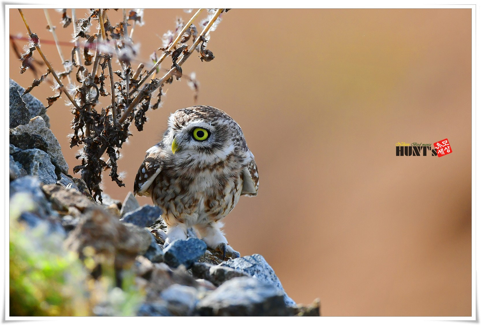 Nikon D5 + Nikon AF-S Nikkor 600mm F4E FL ED VR sample photo. Little owl photography