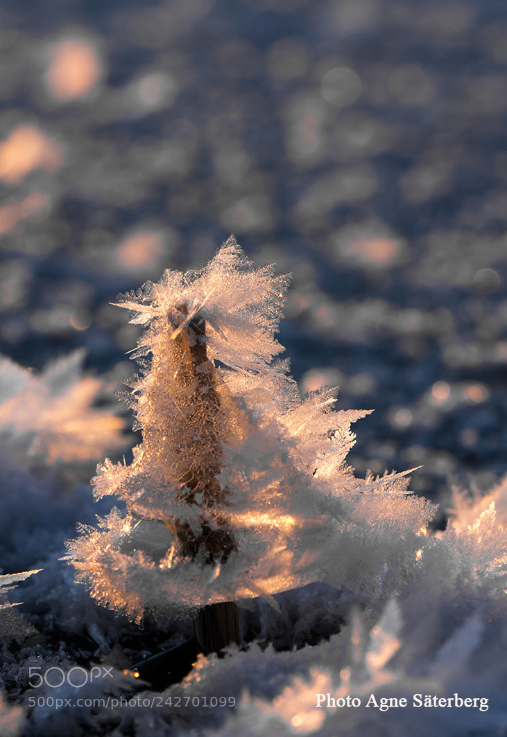 Canon EOS 60D sample photo. Frost! photography