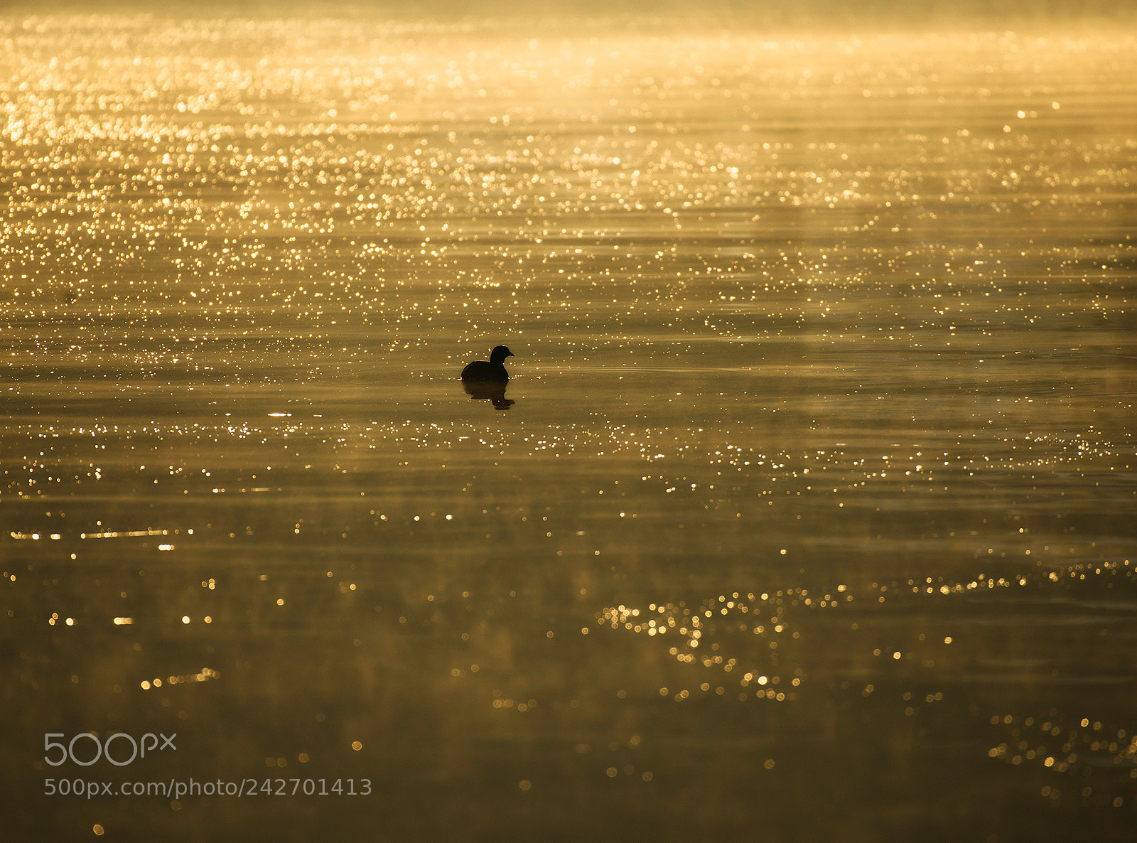 Nikon D800 sample photo. Gold photography