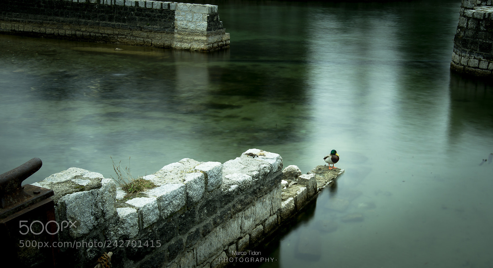 Nikon D7200 sample photo. The duck photography