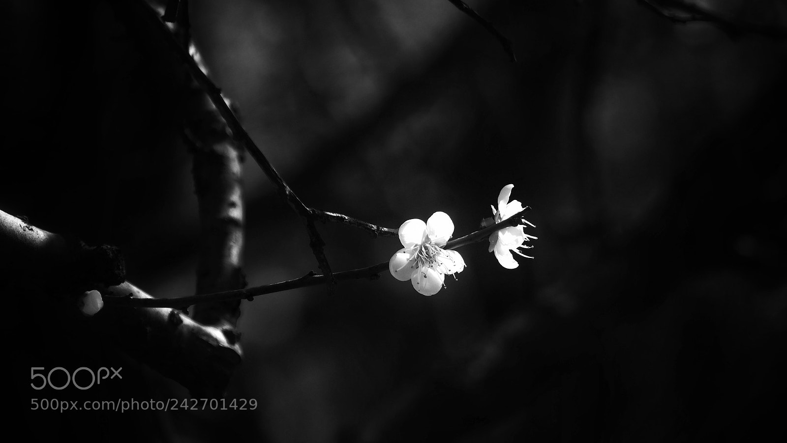 Olympus PEN-F sample photo. Untitled photography