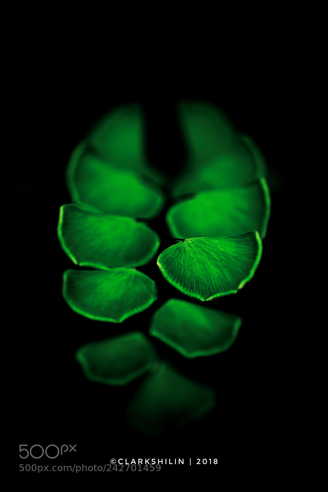 Canon EOS 5DS sample photo. Green photography