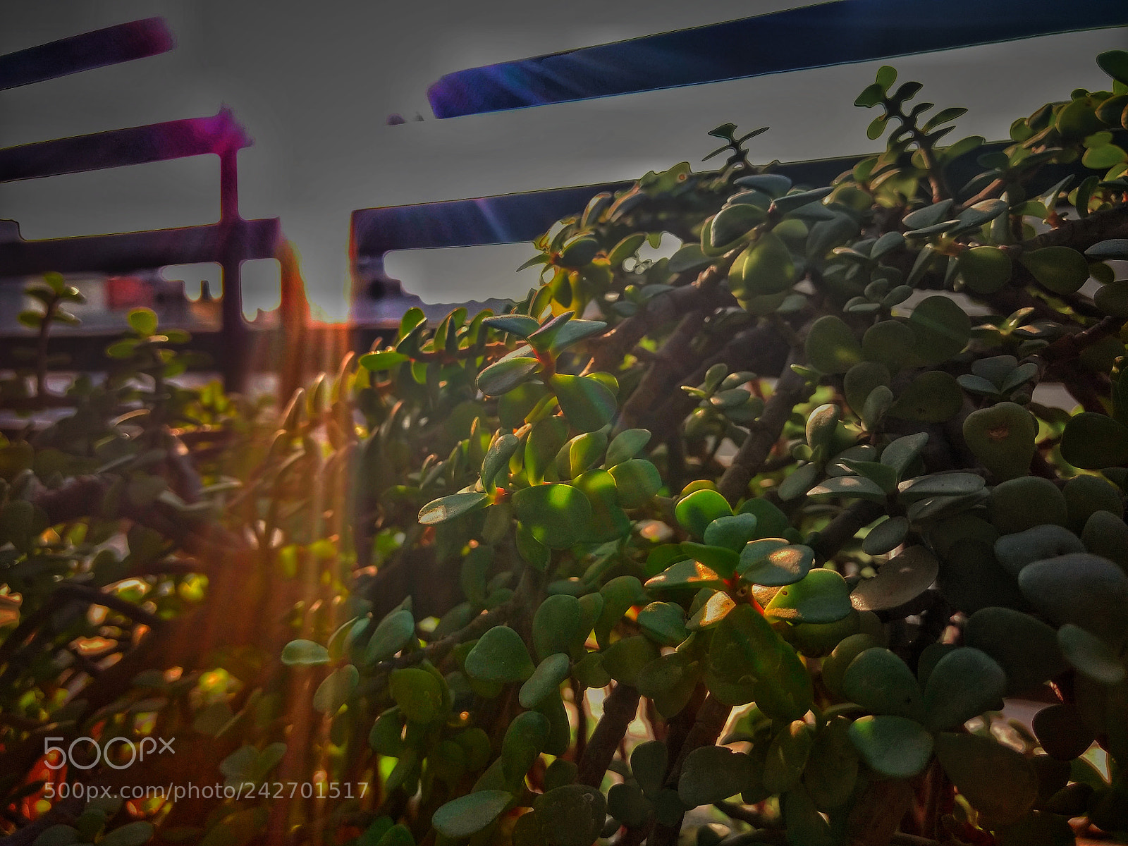 Motorola Moto G (4) sample photo. Sunrays photography
