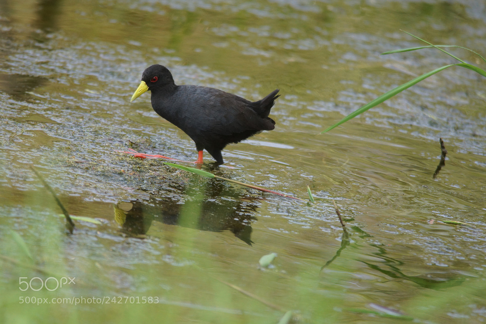 Sony SLT-A65 (SLT-A65V) sample photo. Amboseli-bird photography