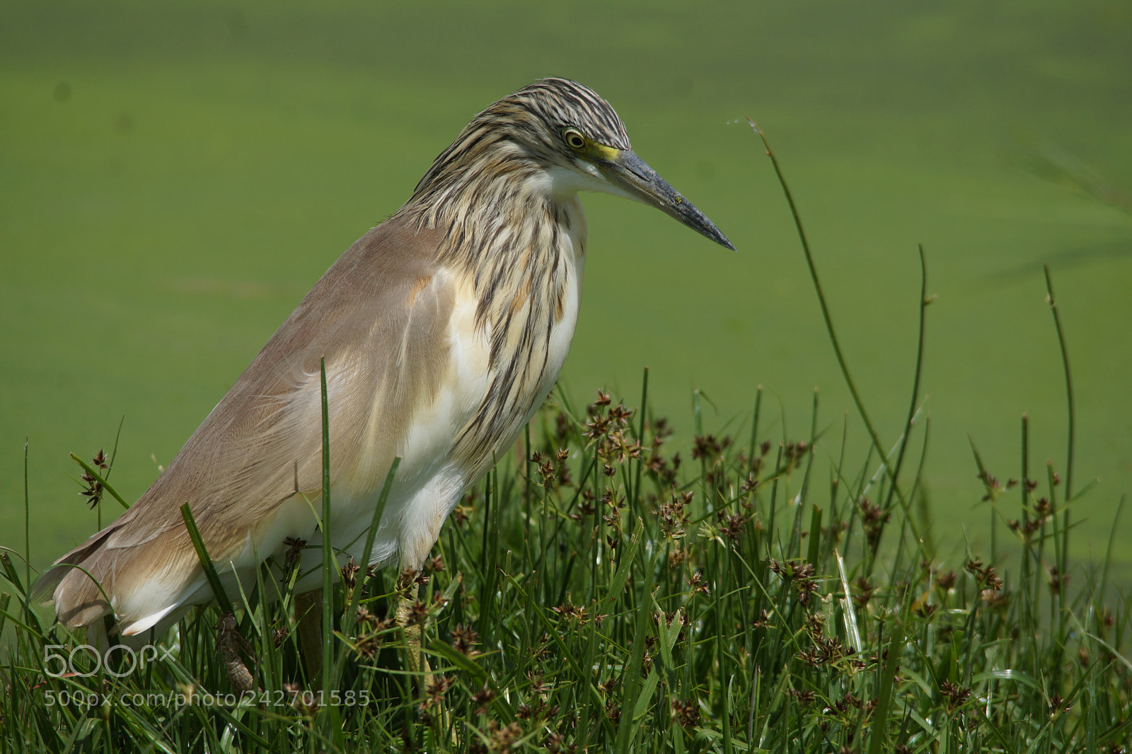 Sony SLT-A65 (SLT-A65V) sample photo. Heron in swamps of photography