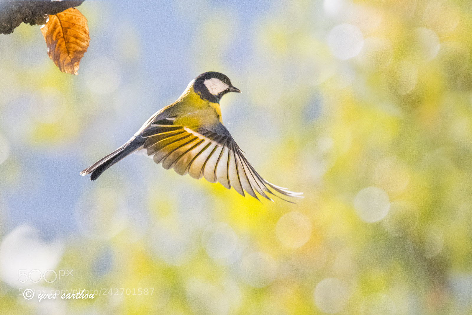 Nikon D500 sample photo. Great tit photography