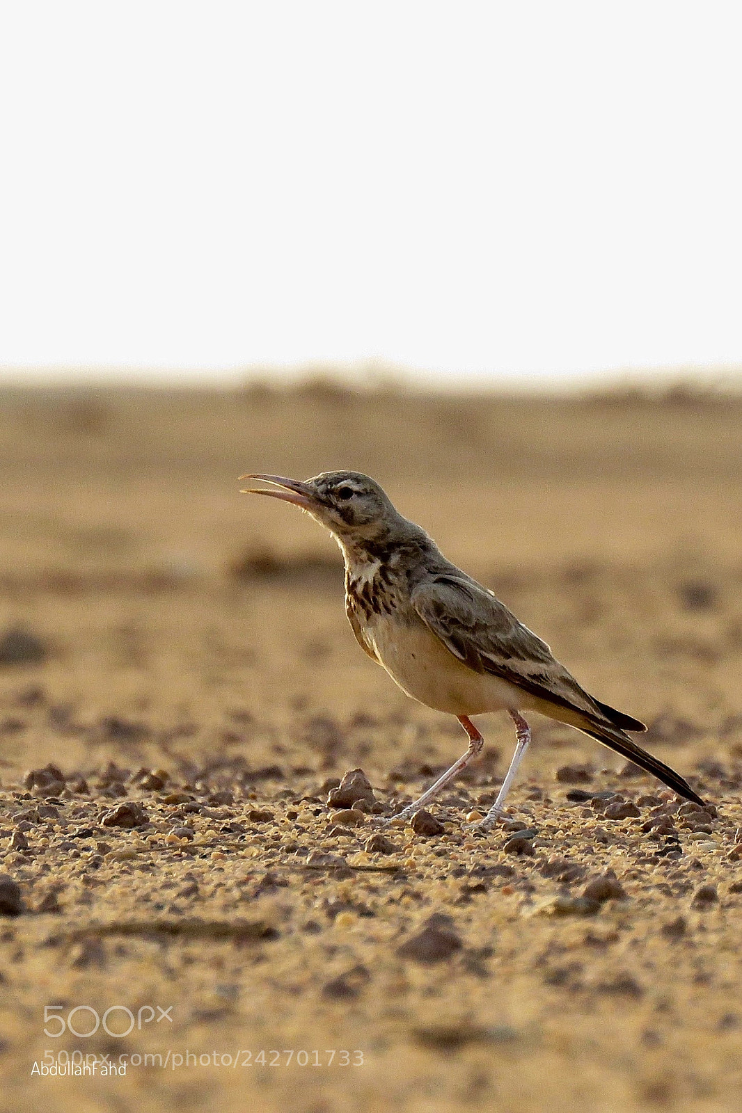 Canon PowerShot SX60 HS sample photo. Greater hoopoe lark photography