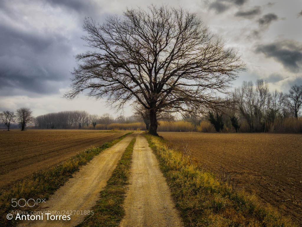 Olympus OM-D E-M1 Mark II sample photo. El roure centanari the photography