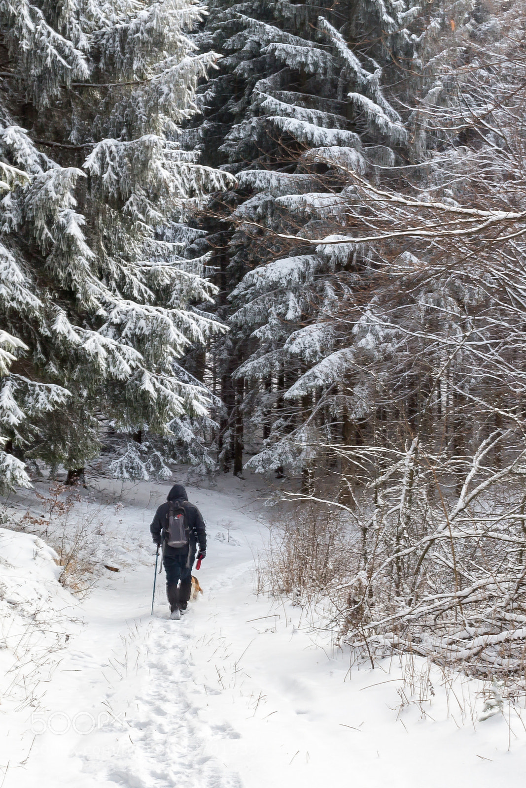 Canon EOS 100D (EOS Rebel SL1 / EOS Kiss X7) sample photo. Man in the forest photography