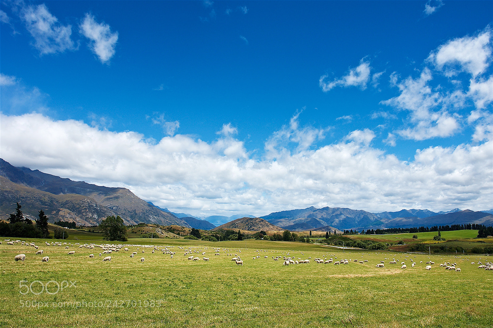 Sony DSC-R1 sample photo. Otago photography