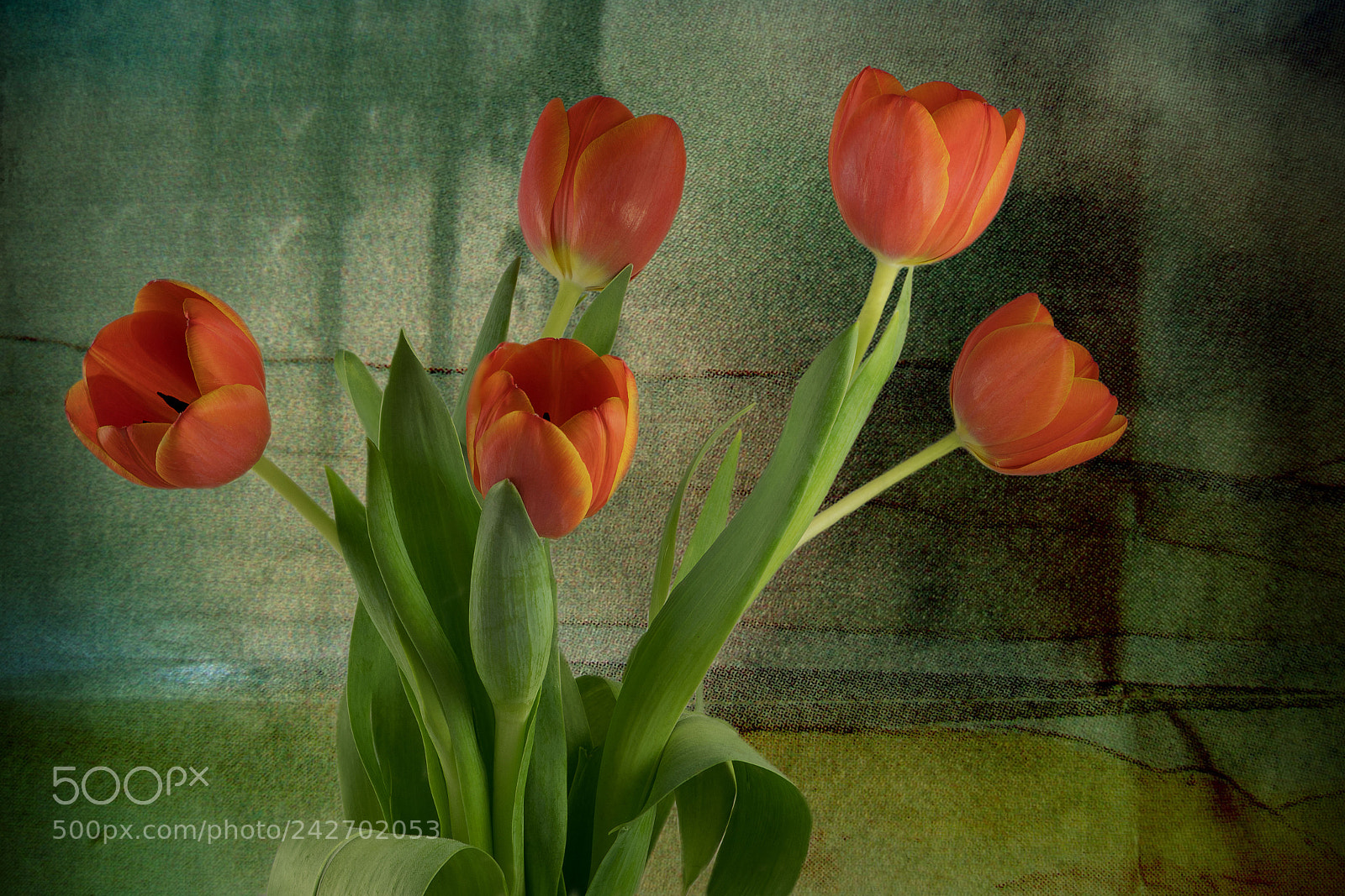 Nikon D850 sample photo. Tulpen photography