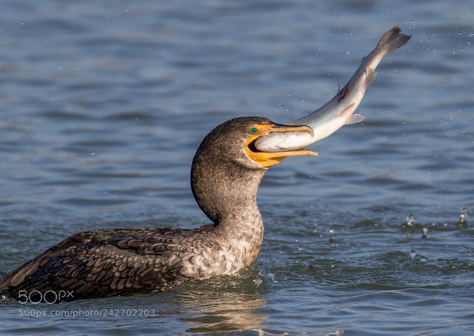 Canon EOS 7D Mark II sample photo. Cormorant fishing photography