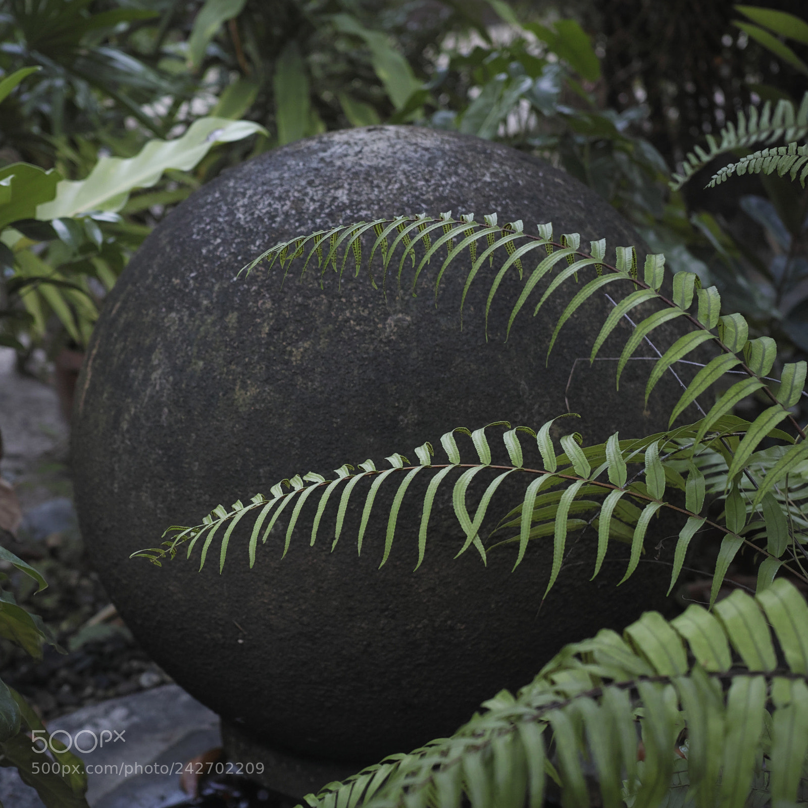 Sigma dp2 Quattro sample photo. * photography