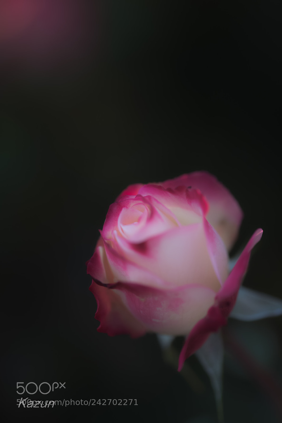 Nikon D810 sample photo. Cold,,,,,, photography
