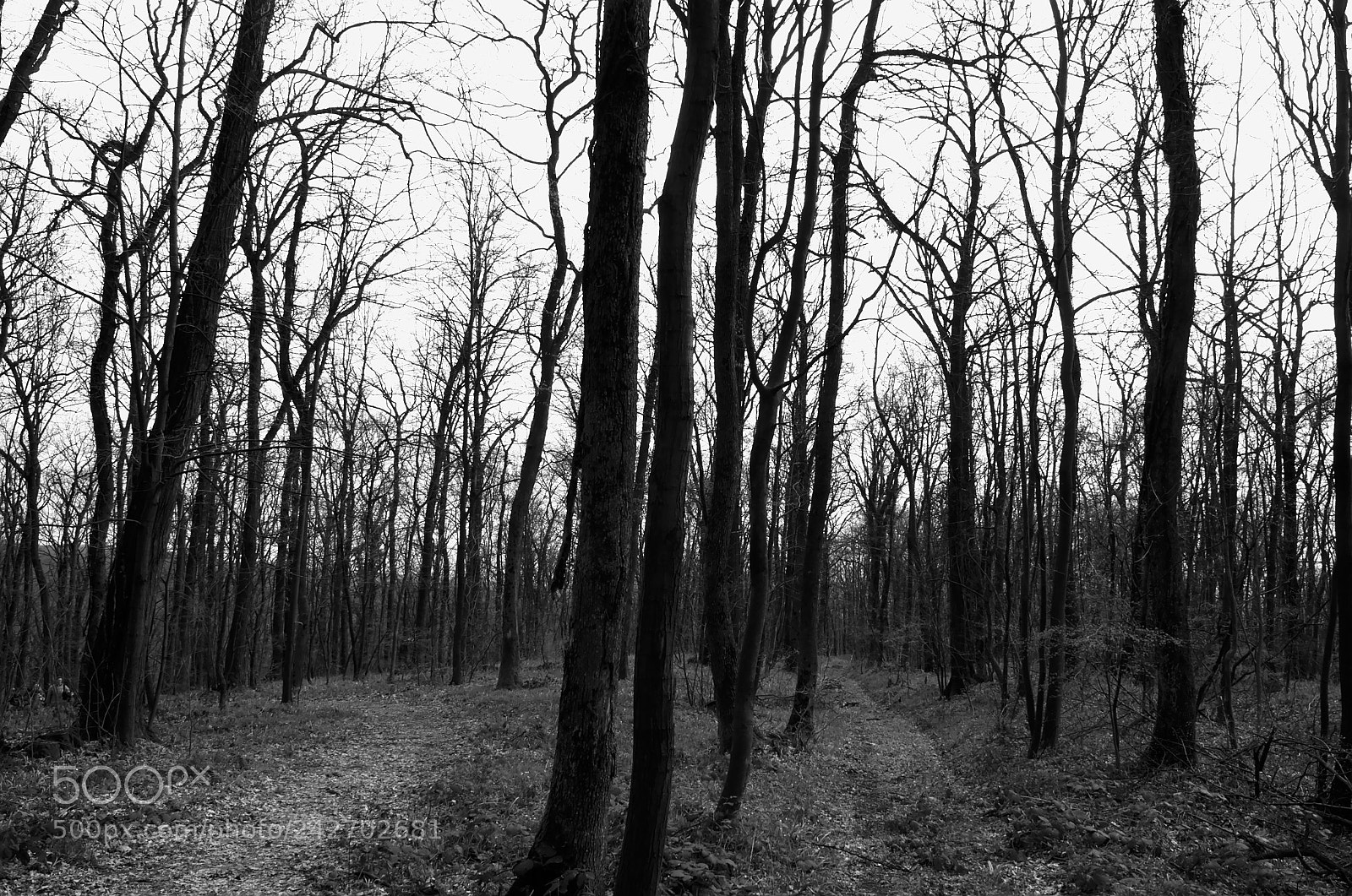 Nikon D5100 sample photo. Fruškać photography