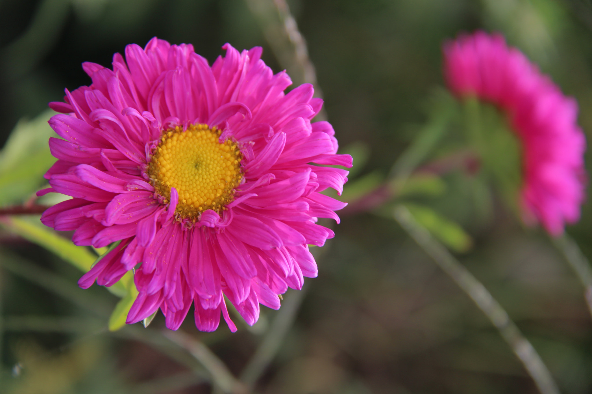 Canon EF-S 18-200mm F3.5-5.6 IS sample photo. Img photography