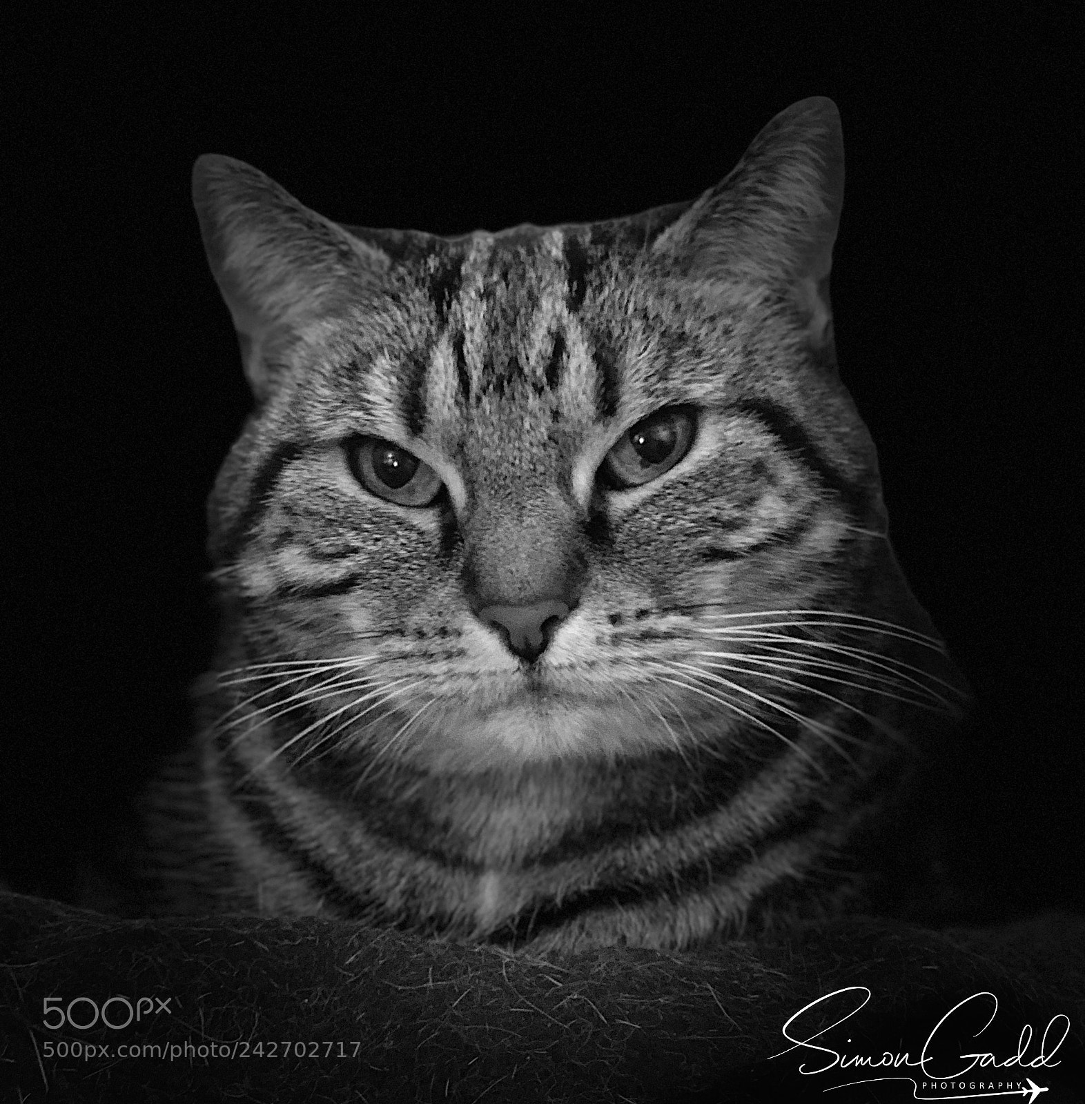 Apple iPhone X sample photo. Cat photography