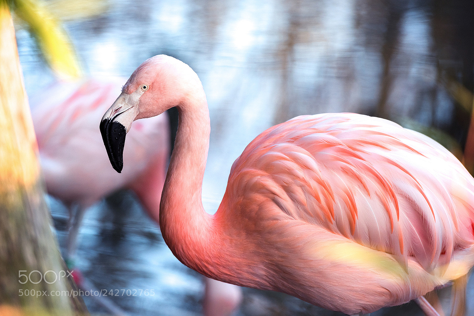 Nikon D810 sample photo. Shades of pink photography