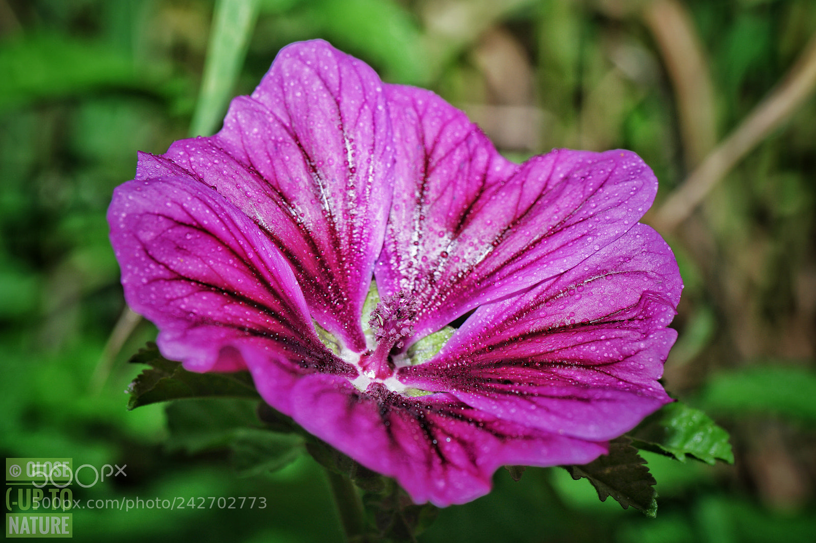 Samsung NX500 sample photo. Mauve sylvestre (2) photography