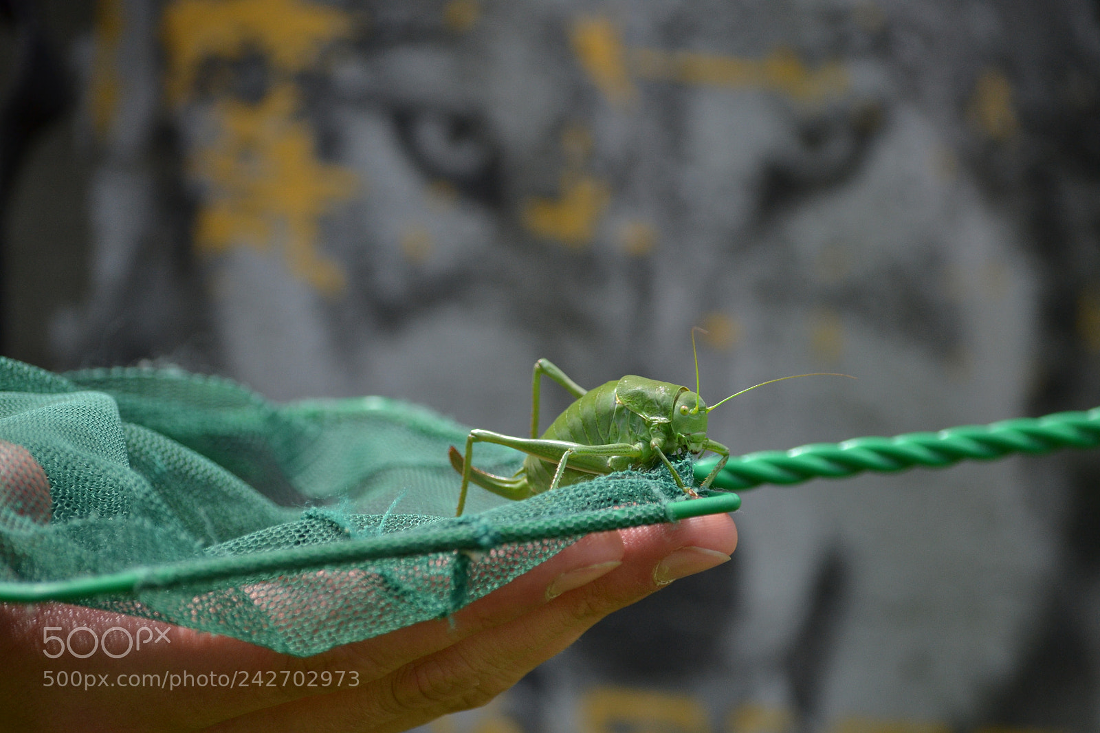 Nikon D3100 sample photo. Locust spectated by wolf photography