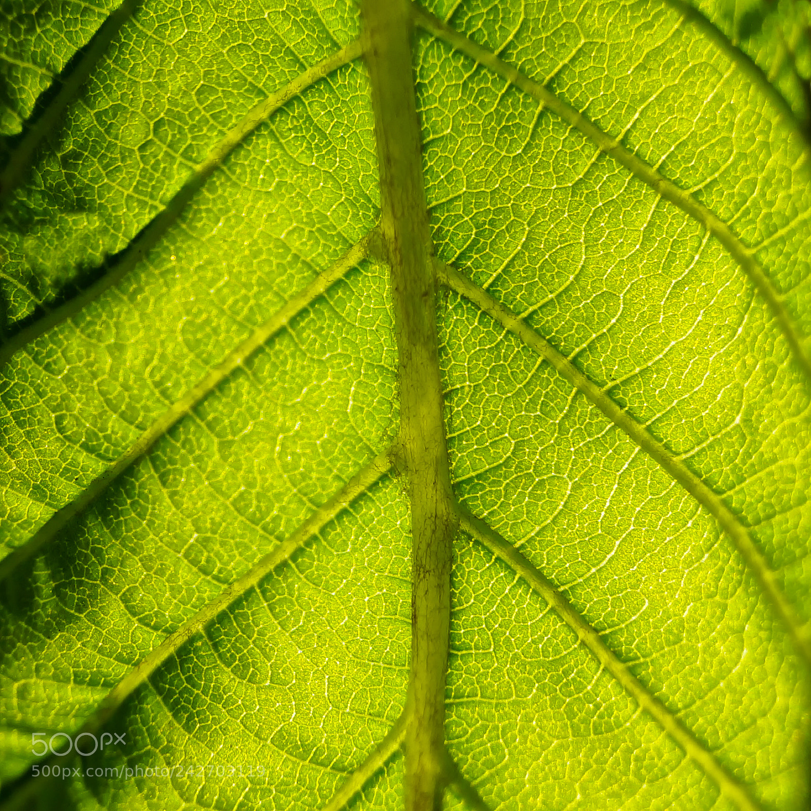 Sony SLT-A57 sample photo. Dsc photography