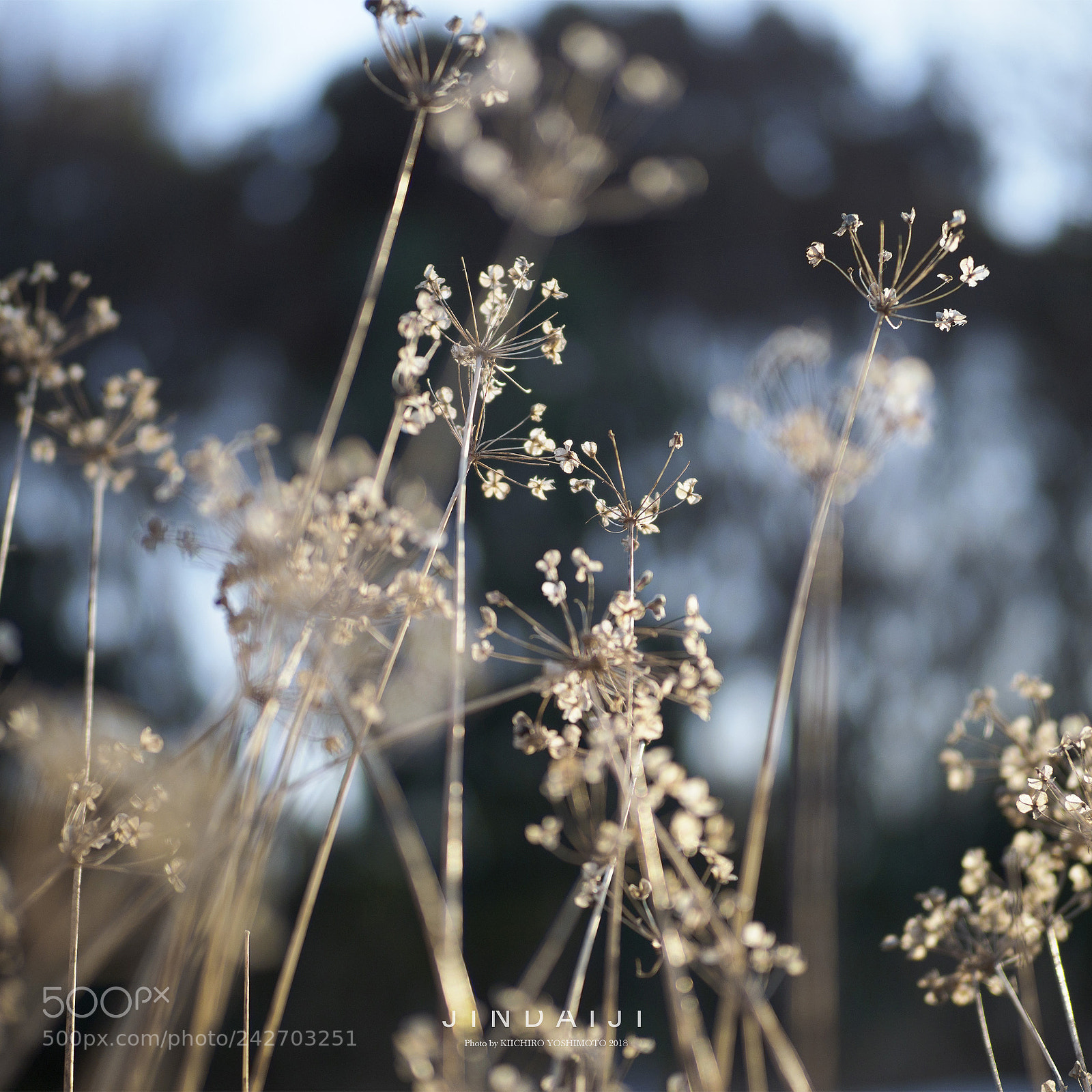Olympus OM-D E-M1 Mark II sample photo. Leek flowers photography