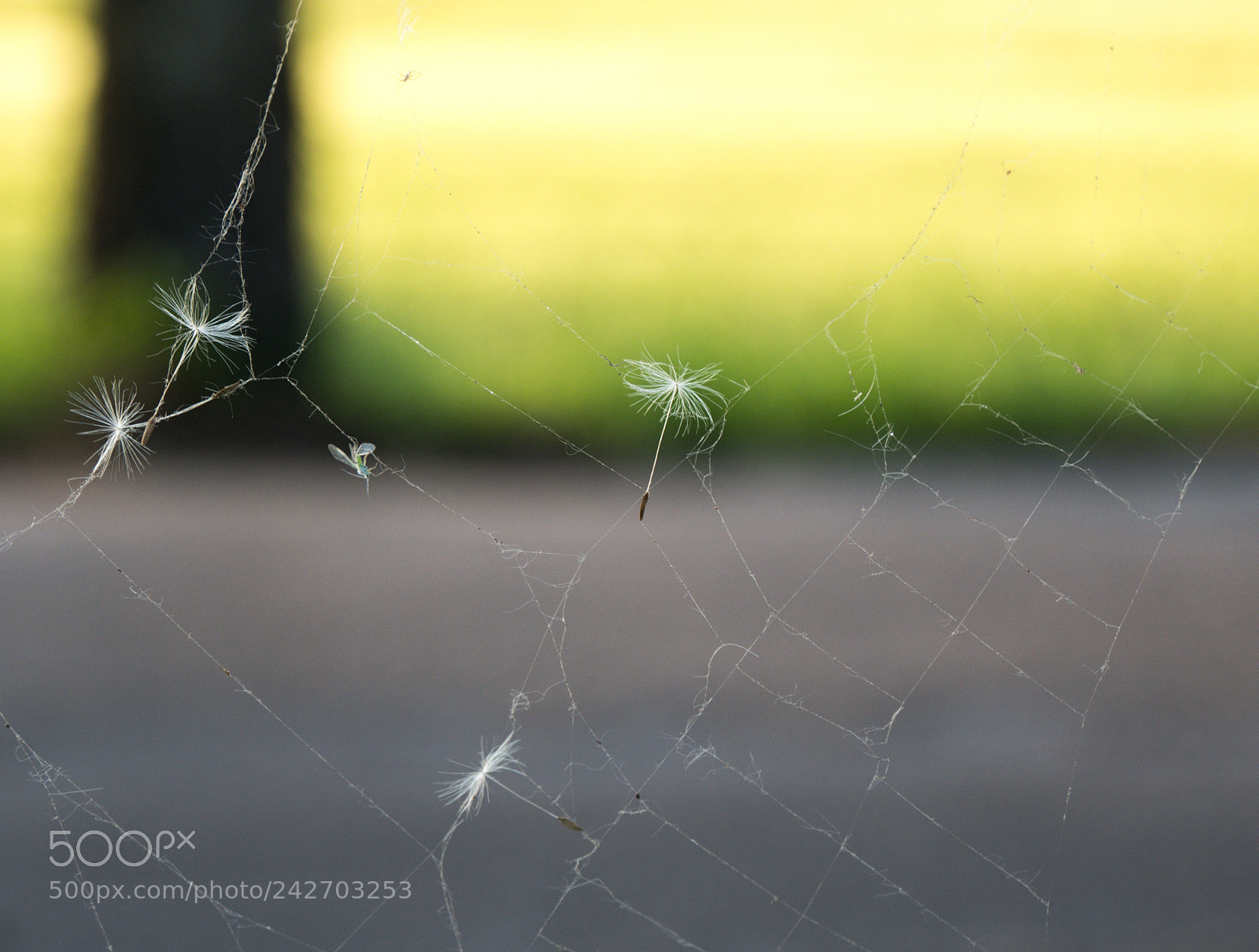 Panasonic DMC-G70 sample photo. Web photography