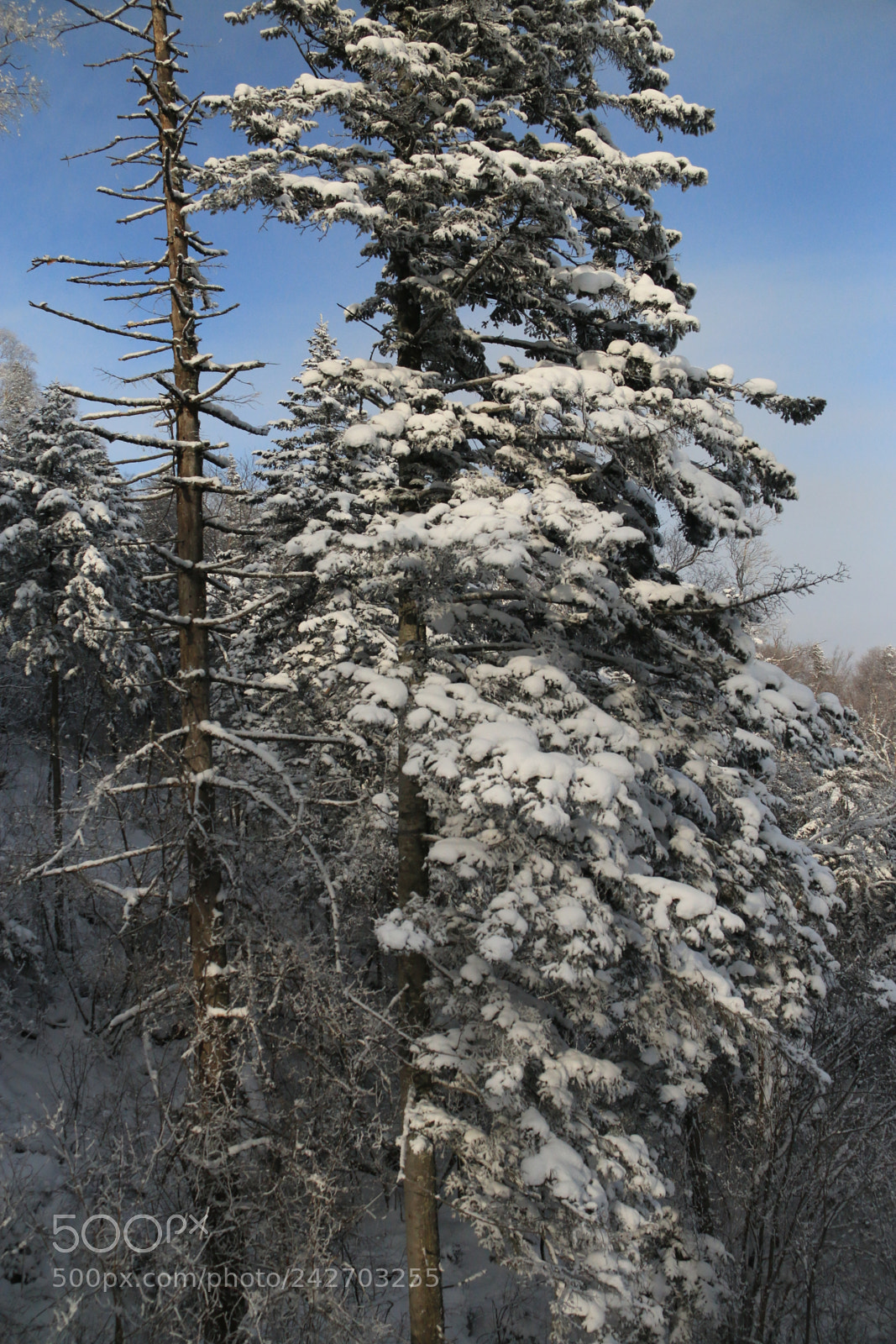 Canon EF-S 18-200mm F3.5-5.6 IS sample photo. Cedar on the mountain photography