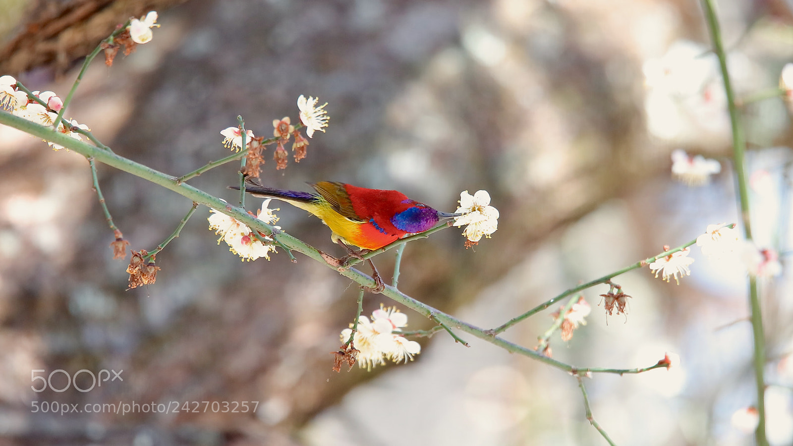 Canon EOS 5DS sample photo. Untitled photography