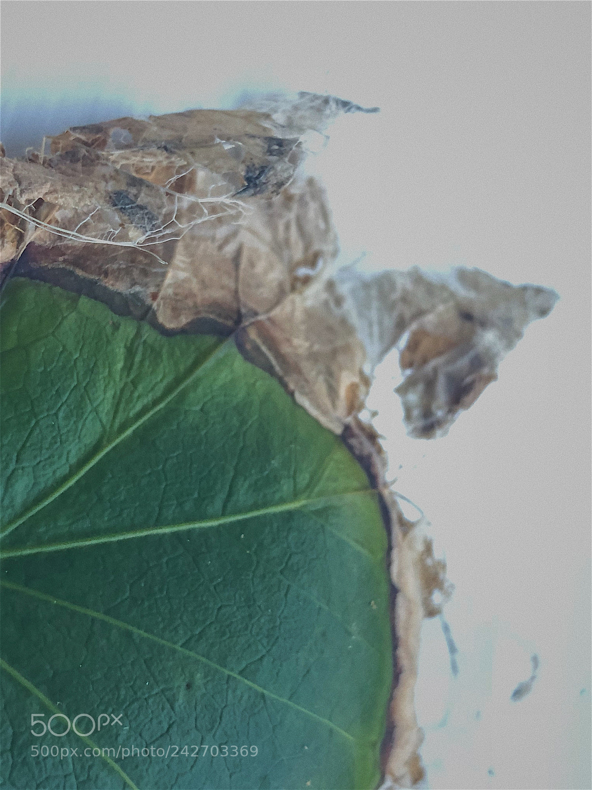 Apple iPhone 8 Plus sample photo. Clinging to life photography
