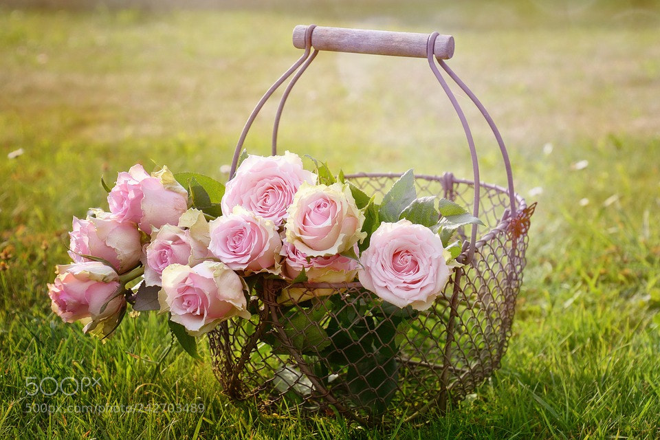 Nikon D7100 sample photo. Roses photography