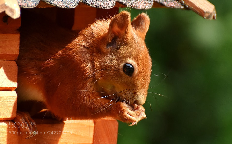 Nikon D7200 sample photo. Squirrel photography
