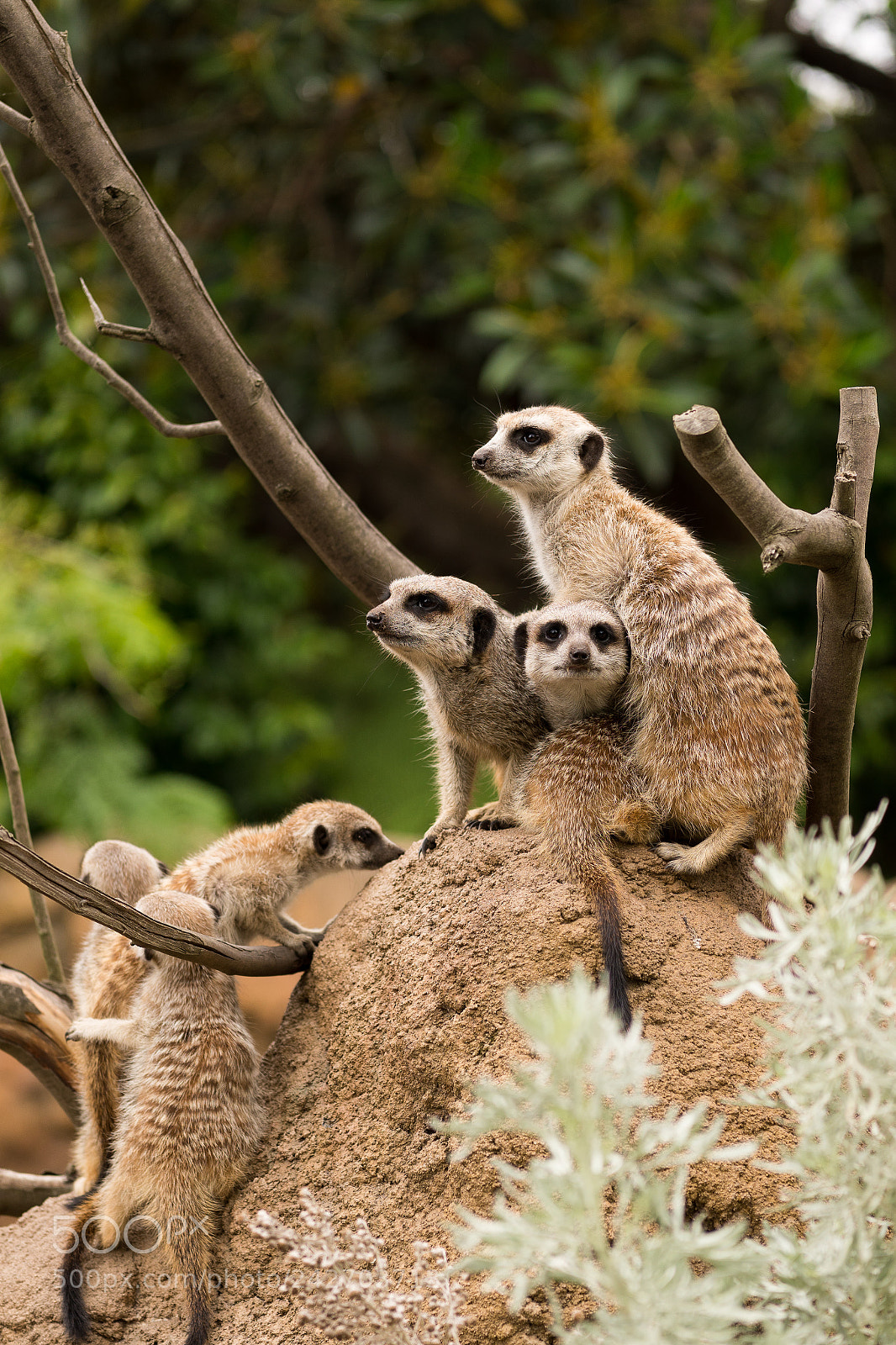 Sony a6500 sample photo. Meerkats! photography