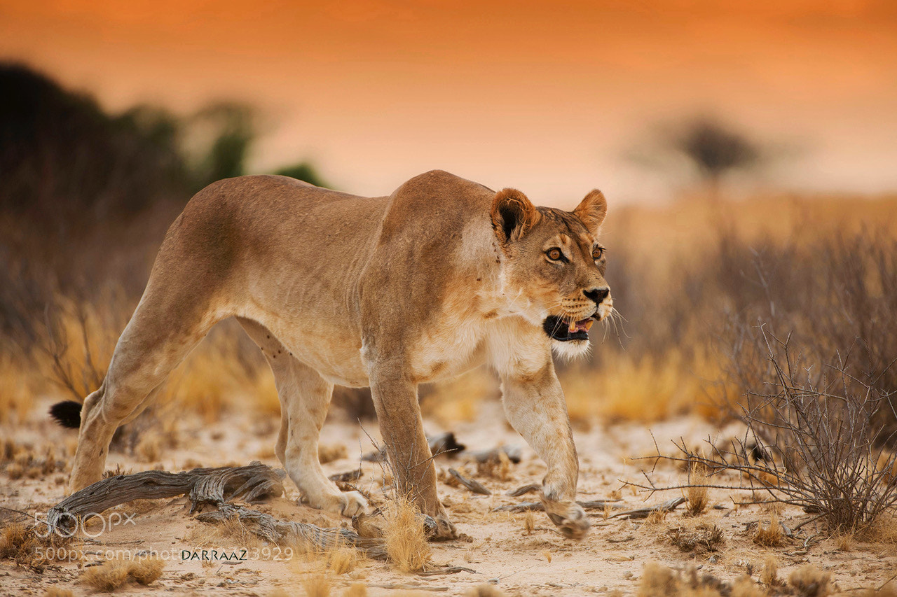 Nikon D3X sample photo. Lioness stalking taken with photography