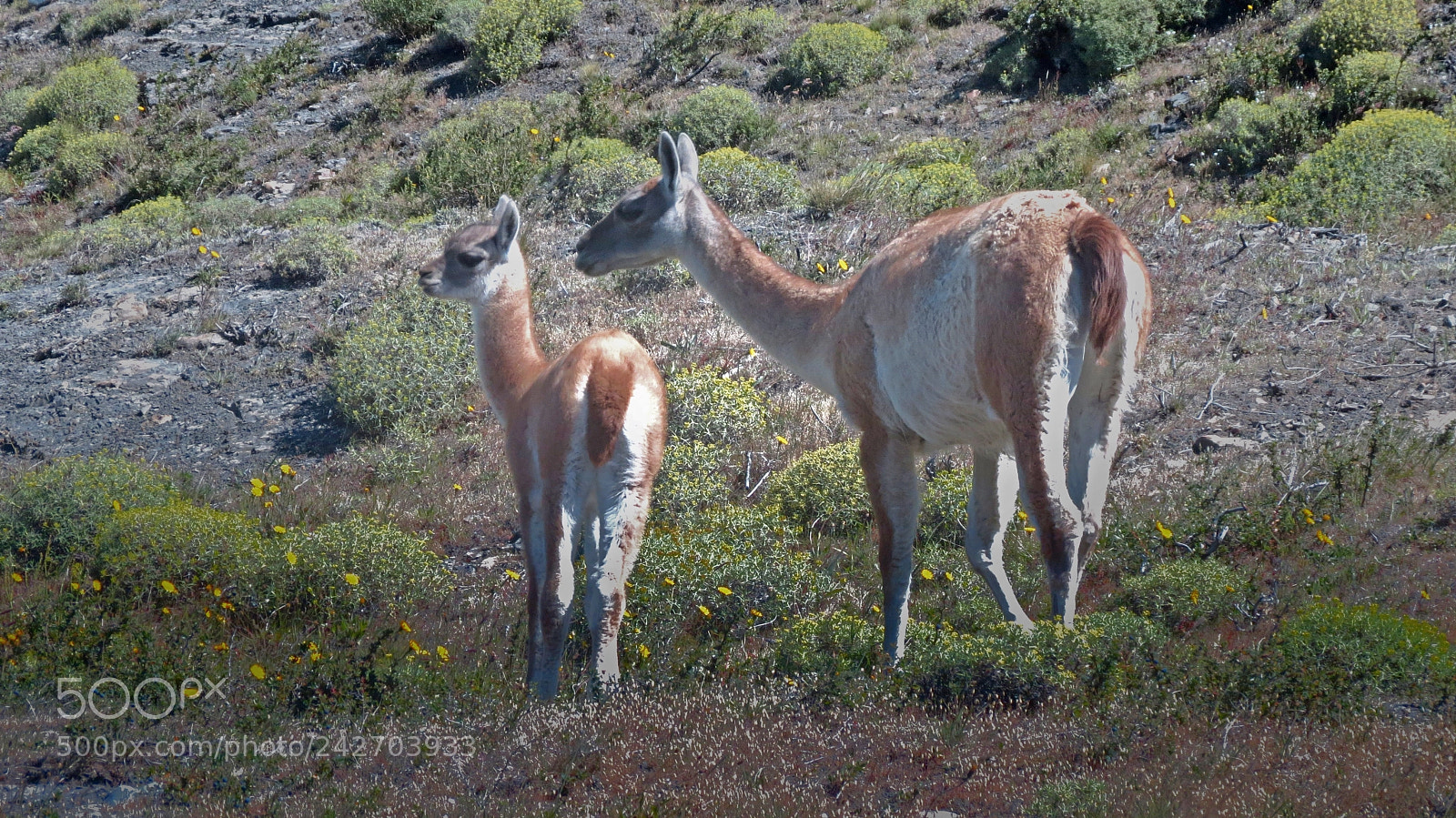Canon PowerShot SX40 HS sample photo. En la patagonia photography